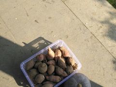 -锦江中华村农家乐饭庄