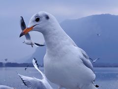 -深圳湾公园(南山区)