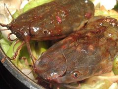 梭边鱼-黄记煌三汁焖锅(崇文门店)