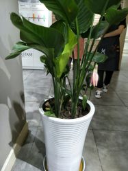 -M Hair造型
