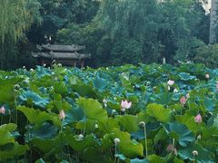 -莲湖公园