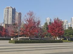 -青枫公园