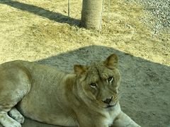 -北京野生动物园