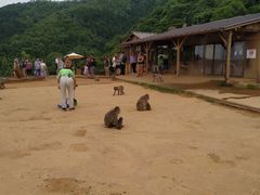 -岚山猴子公园