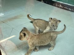 -大连森林动物园