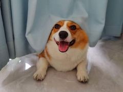 -宠福鑫康馨动物医院·骨科·眼科