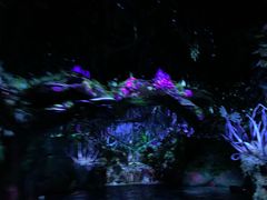 -奥兰多迪士尼动物王国乐园