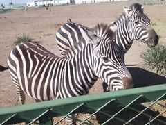 -新疆天山野生动物园