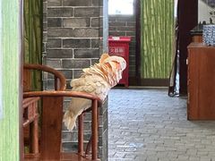 -四海楼(如皋定慧禅寺店)
