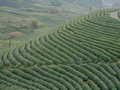 -龙坞茶村