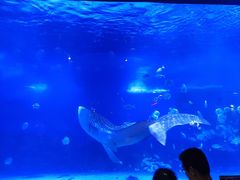 -烟台海昌鲸鲨海洋公园