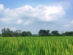 iphone_upload_pic-丫丫蟹庄·苏式园林农家乐·阳澄湖大闸蟹(阳澄湖莲花岛店)