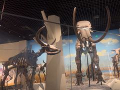 -国家自然博物馆