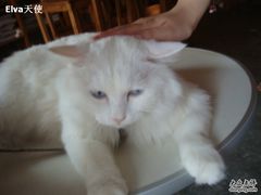 -Babycat私家御饼屋(龙头路一店)