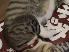 -逃脱反斗城沉浸剧情密室(北京路店)