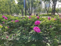 -西海子公园