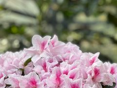 -中国科学院华南植物园