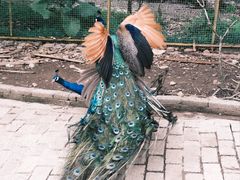 -莫里热带雨林景区