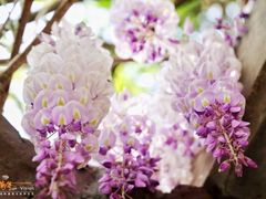 -龙口南山旅游景区