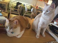 -猫咖时代(中山亭店)