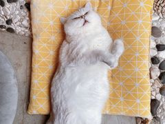 -喵屿·大理花园猫咖