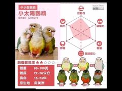 -吉丁鸟咖·异宠·寄养