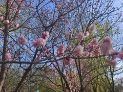 -北京西山国家森林公园