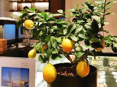 -嘉定凯悦·咖啡厅