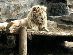 -北京野生动物园