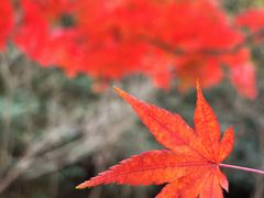 -云碧峰国家森林公园