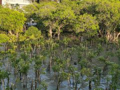 -宝安西湾红树林湿地公园