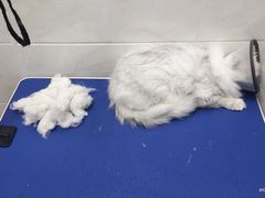 -创凡宠物医院·骨专科  猫科中心(西乡分院)