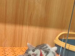 -欣宠猫屋·矮脚拿破仑·蓝金金渐层