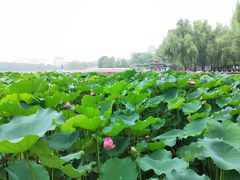 -莲花池公园