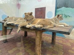 -大连森林动物园