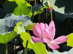 -羊亭河湿地公园