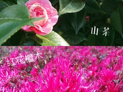 -巡塘古镇