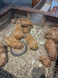 -酷嗒动物文化乐园(cutezoo西溪乐天城店)