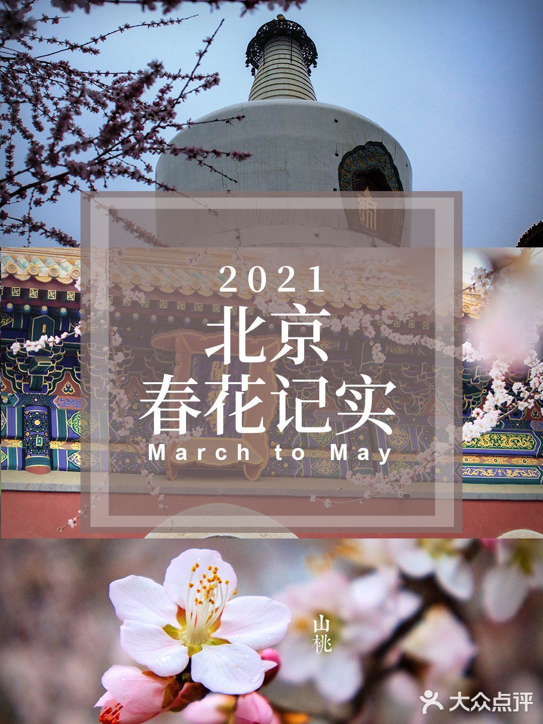 花开正当时🌸 北海白塔之下，是山桃的舞蹈