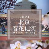 花开正当时🌸 北海白塔之下，是山桃的舞蹈