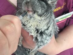 -雨林宠物医院 非犬猫异宠专科
