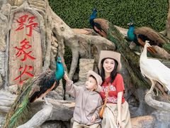 -西双版纳原始森林公园