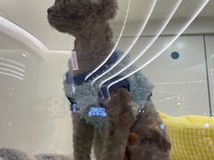 -1013 PET SHOP精品宠物商店(丁香店)