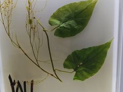 -广东中医药博物馆