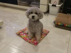 -美联众合动物医院·24h转诊中心