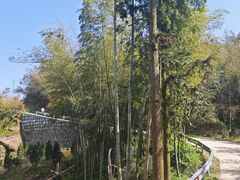 -长沙黑麋峰国家森林公园