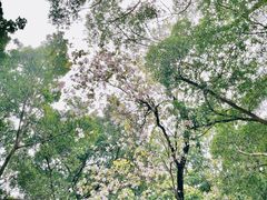 -荔湾湖公园