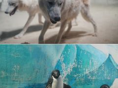 -海合安天津极地海洋公园