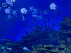 -海合安武汉极地海洋公园