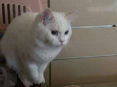 -艾吉宠物医院·疑难杂症转诊中心·猫友好(碧江路院)